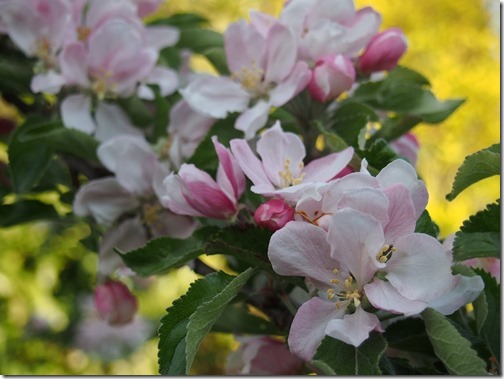 apple