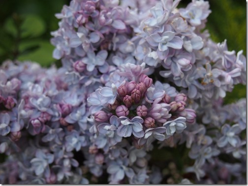 lilac