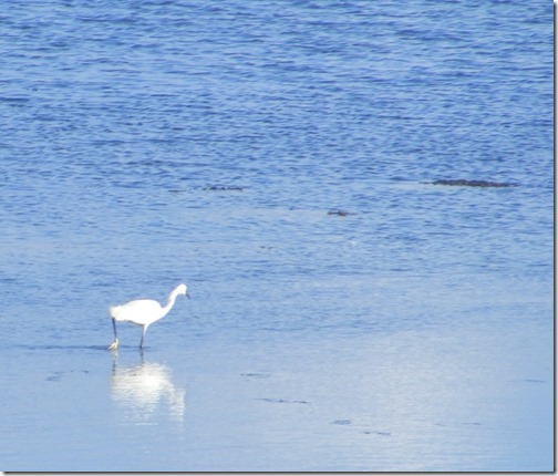 white-bird