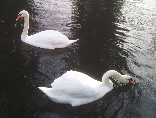 swans