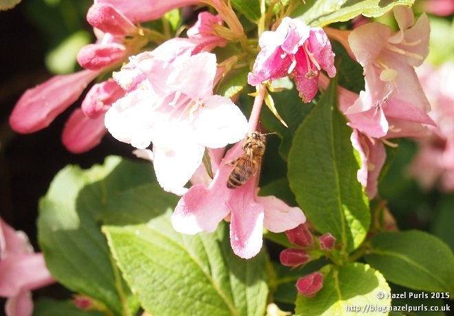 Bee gathering nectar