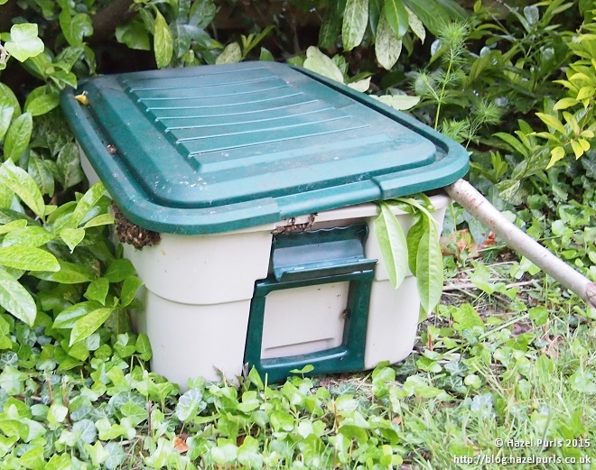Bees in box