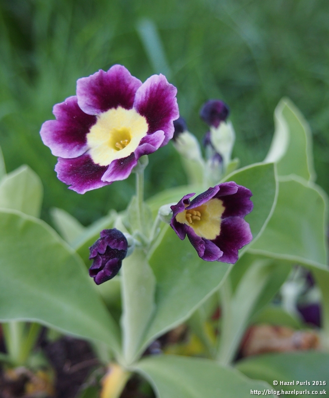 auricula